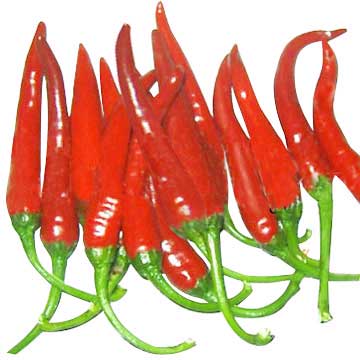 Red Chili