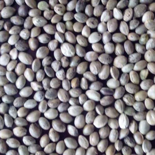 Hemp seeds, Brand Name : Newfield, Purity : 99%