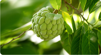 Custard Apple Pulp