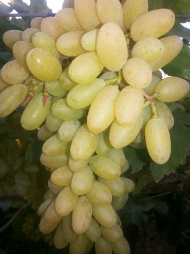 Fresh Grapes