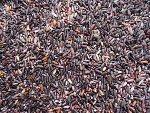 Purple Rice