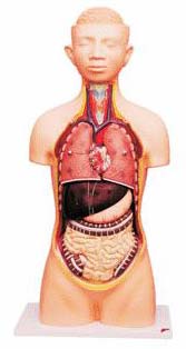 Human Torso Economical Model