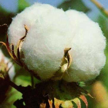 Raw Cotton, For Textile Industry, Feature : Great Designs, Premium Quality