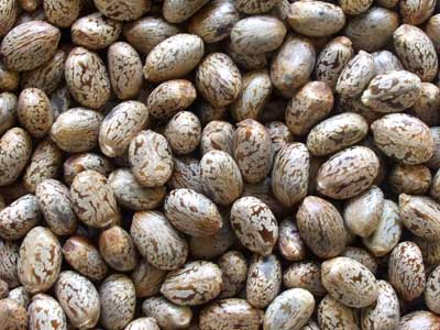 Castor Seeds Biofuel