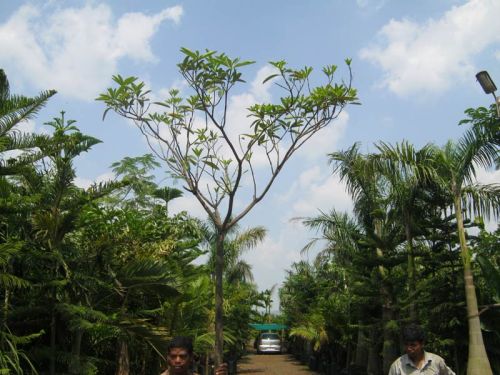 Alstonia Scholaris