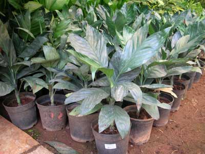 Indoor Foliage Plants - (03)