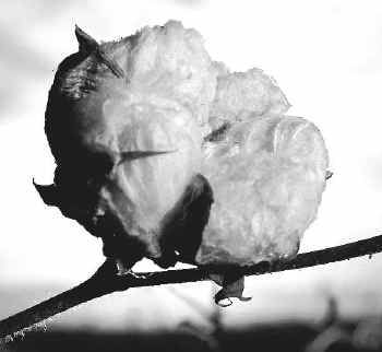 Raw cotton, Texture : Soft