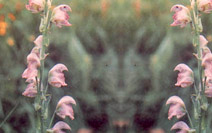 Aconitum Heterophyllum