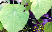 Guggul Herb, For Ayurvedic Medicines, Purity : 99%