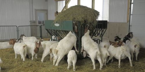 Goat Feeds, Certification : ISO 9001:2008 Certified