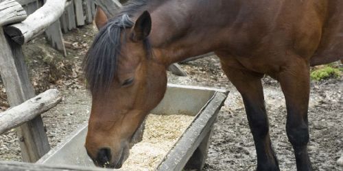 Horse Feeds, Packaging Size : 5kg, 10kg, 25kg