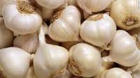 Common fresh garlic 4.5-5.0 cm