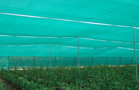 Plain Agro Shade Net, Color : Green, Packaging Type : Rolls