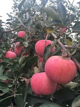 Fresh apples, Brand Name : RED FUJI, Grade : AAA