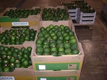 Haas Fresh Avocados, Packaging Type : GREEN