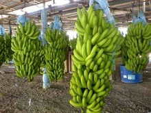 ORGANIC Fresh Cavendish Bananas, Grade : AAA