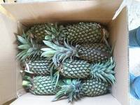 Fresh Pineapples, Certification : ISO9000, Packaging Type : GREEN