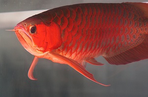 Arowana Fish