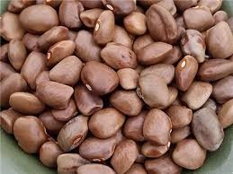 Green Lentil Bean Seeds For Planting