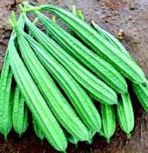 Fresh Ridge Gourd