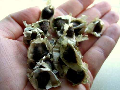 Moringa seeds, Packaging Size : 25Kg