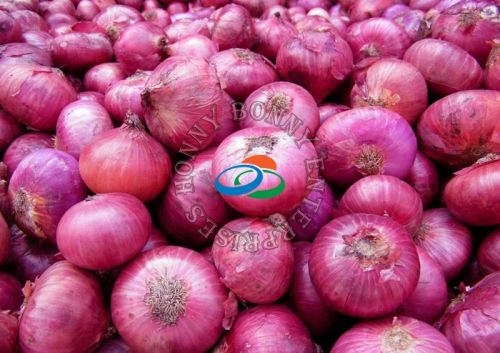 Red Onion, Shape : Up To 90+++ Mm