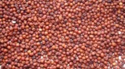Common Organic Finger Millet, For Cattle Feed, Style : Dried
