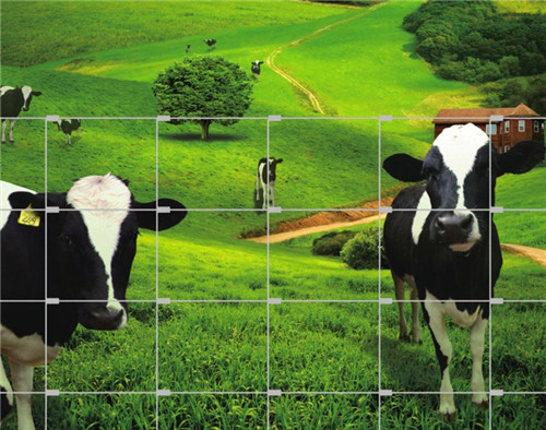 Grassland Fence, Brand Name : chenchao