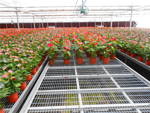 Steel Greenhouse Rolling Bench