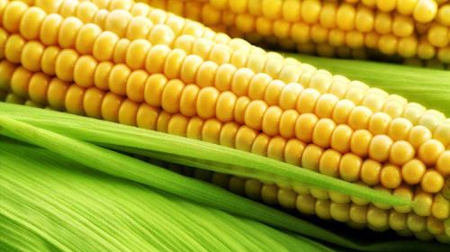 Yellow maize, Purity : 95%