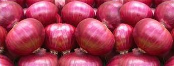 Organic Fresh Red Onion, For Cooking, Size : Large, Medium, Small