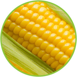 Yellow corn, Purity : 95%