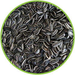 Oil seeds