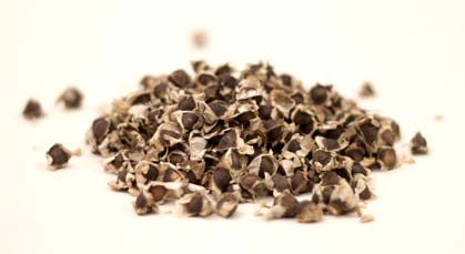 Moringa seeds, Packaging Size : 25Kg