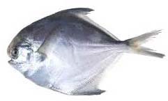 Frozen Pomfret Fish