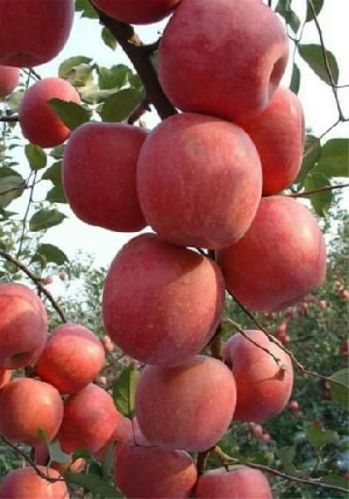 Kashmiri Fresh Apple Fruits