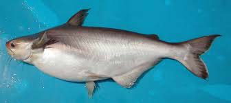 Frozen Basa Fish, For Cooking, Human Consumption, Feature : Good For Health, Protein