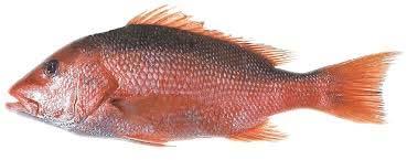 Frozen Red Snapper Fish, For Making Medicine, Human Consumption, Feature : Delicious Taste, Healthy