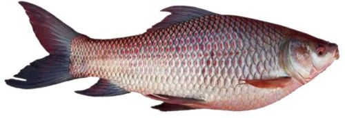 Frozen Rohu Fish, Certification : FSSAI Certified