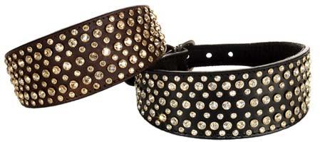 Dog Collars