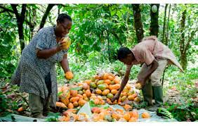 Criollo Cocoa Beans, Brand Name : DELMONT, Grade : AAA