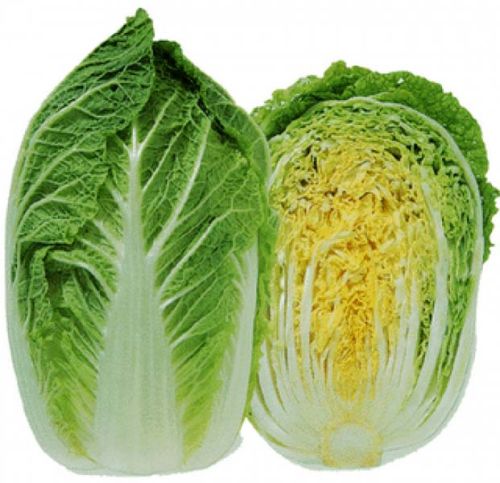 Fresh Chinese Cabbage