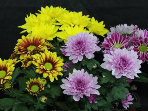 Fresh Chrysanthemum Flowers