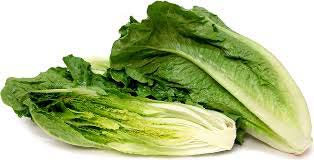 Fresh Romaine Lettuce