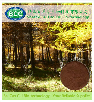 Pine Bark Extract, Brand Name : BaoCaoCui, Grade : AAAAA