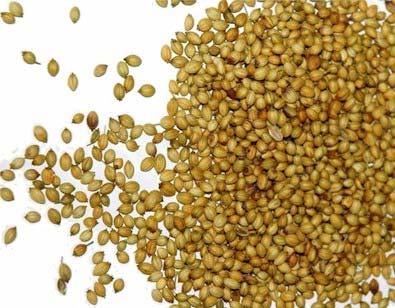 Organic Coriander Seeds, For Agriculture, Cooking
