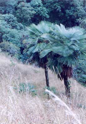 Palm Seeds