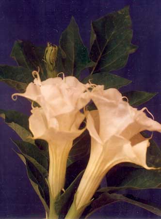 Tree and Shrub Seeds