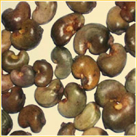 Raw Cashew Nuts, Application : Human Consumption