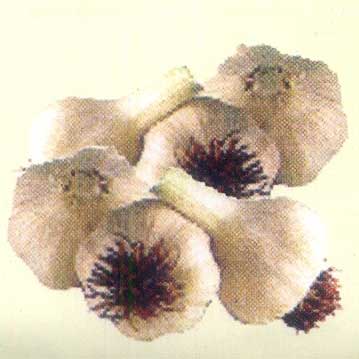 Garlic, Quality Available : A Grade
